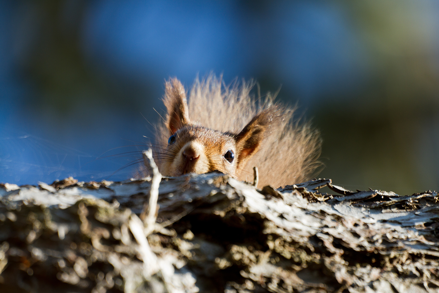 red squirrel Things to do - red squirrel spotting