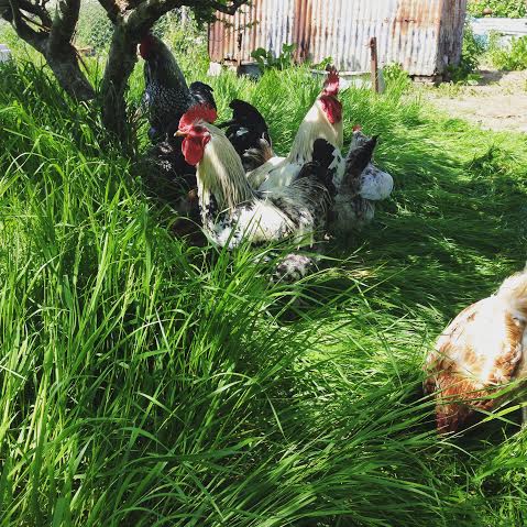 chickens happy chickens at Skinners Farm