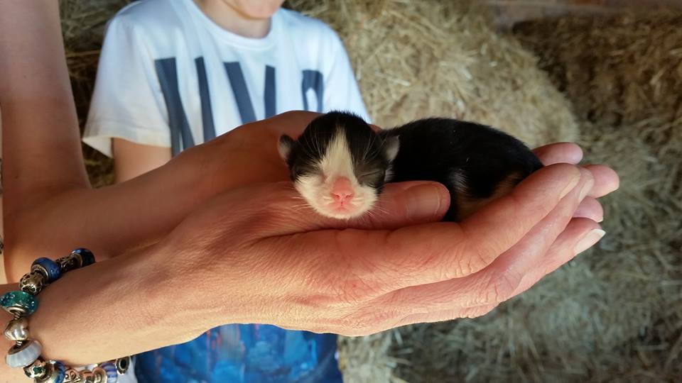 kittens Skinners Fram
