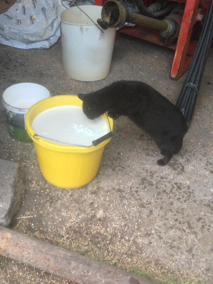 cat